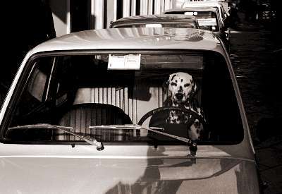 車を運転する犬