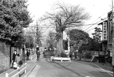 善光寺坂の椋