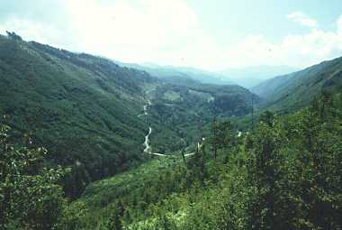 濁河川を行く林道